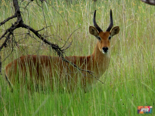 Antilop-Africa